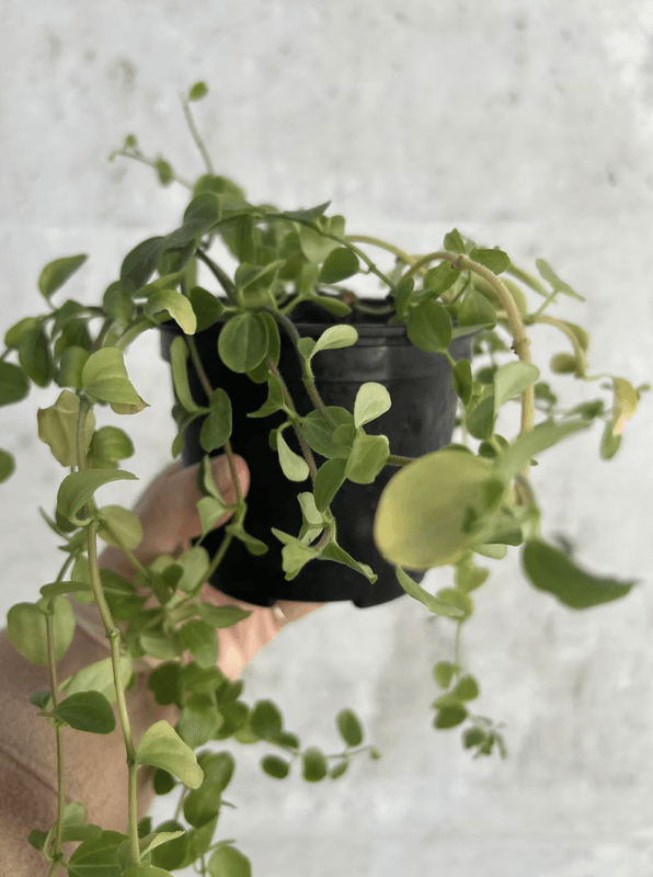 Ullpotte fra Woolero